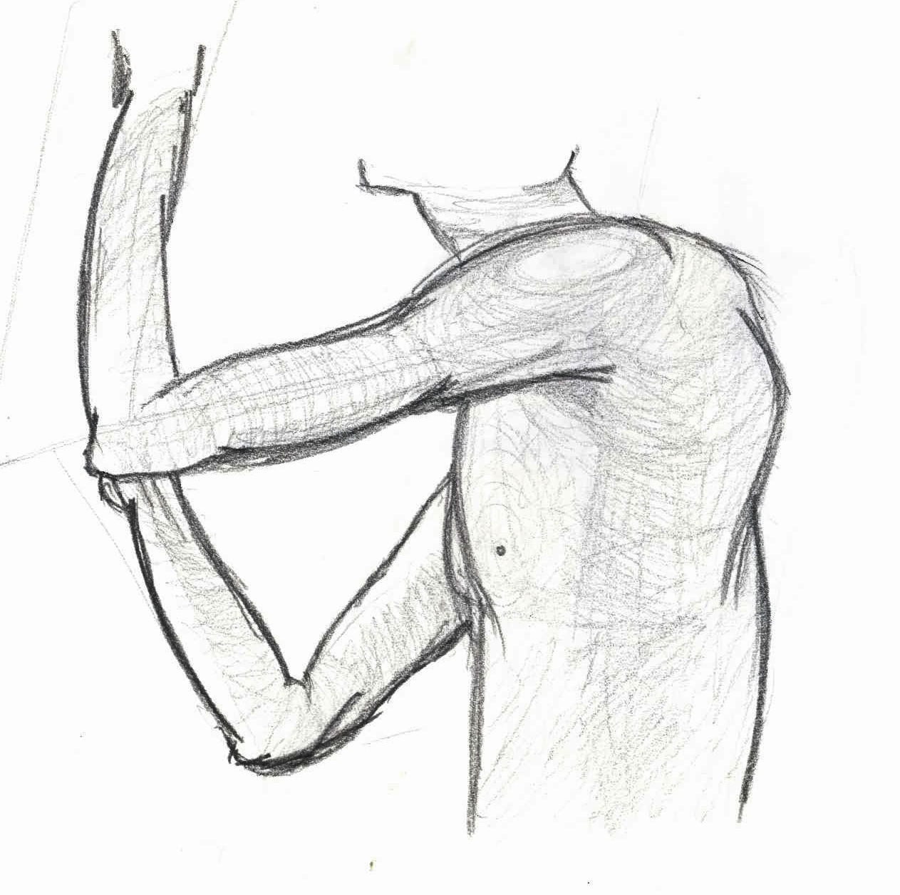 Flo Tv: Life Drawing & Basic Human Anatomy: Musculature
